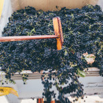 Melville wine grapes