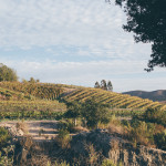 melville winery vineyard