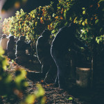 melville winery vineyard night