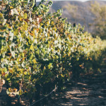 melville winery vineyard row