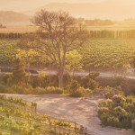 melville winery vineyard sunset
