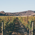 Melville vineyard