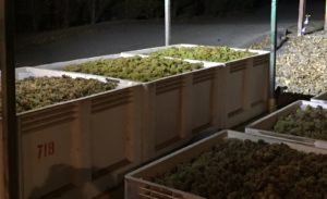 grapes in crates